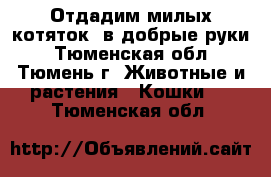 Отдадим милых котяток  в добрые руки - Тюменская обл., Тюмень г. Животные и растения » Кошки   . Тюменская обл.